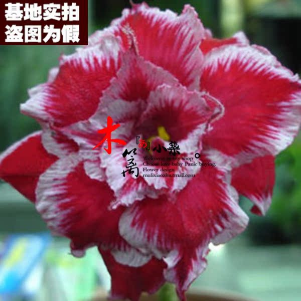 【少女红16】盆栽花卉沙漠玫瑰苗 四季开花沙漠玫瑰苗 玫瑰花苗