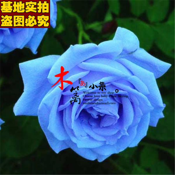 【妖姬16】玫瑰苗 盆栽花卉 玫瑰花苗 四季播盆栽地栽易种植物