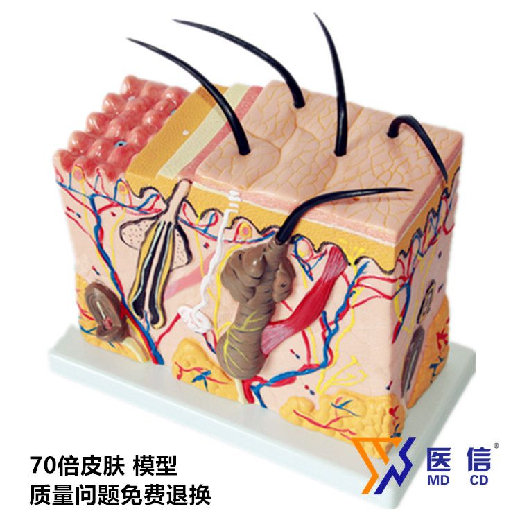 放大70倍立体皮肤模型人体皮肤模型  皮肤结构模型整形整容美妆