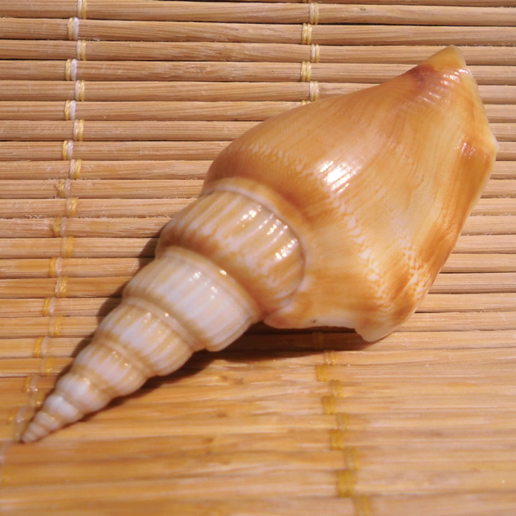 Natural sea screw shell gold axe screw bamboo shoots Phoenix Screw aquarium aquarium wall decoration