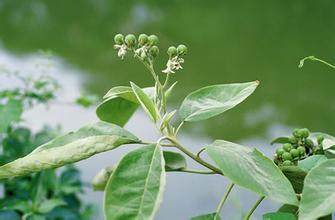 Now Fresh Wild Fake Tobacco Leaf Wild Tobacco Leaf Eggplant Tobacco Leaf Tree Root for Fever Fever and Fever With a Itchy Bath of Chinese herbal medicine
