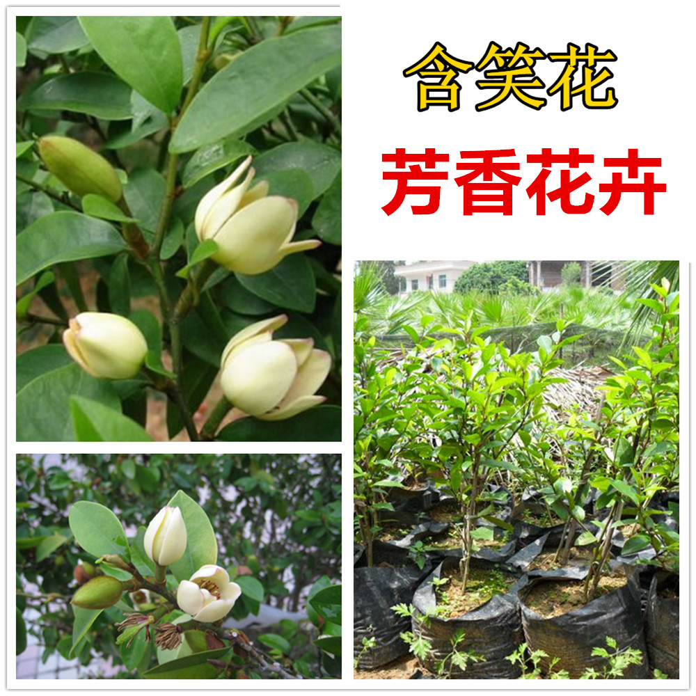 庭院花卉盆栽 含笑花苗  含笑花盆景 浓香花卉 阳台芳香花卉植栽