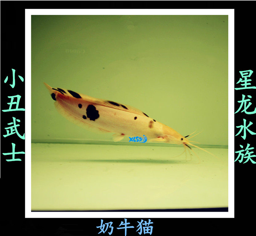 Tropical fish ornamental fish Large Fish Catfish Dairy Cow Fish Clown Warrior Clown Samurai Fish