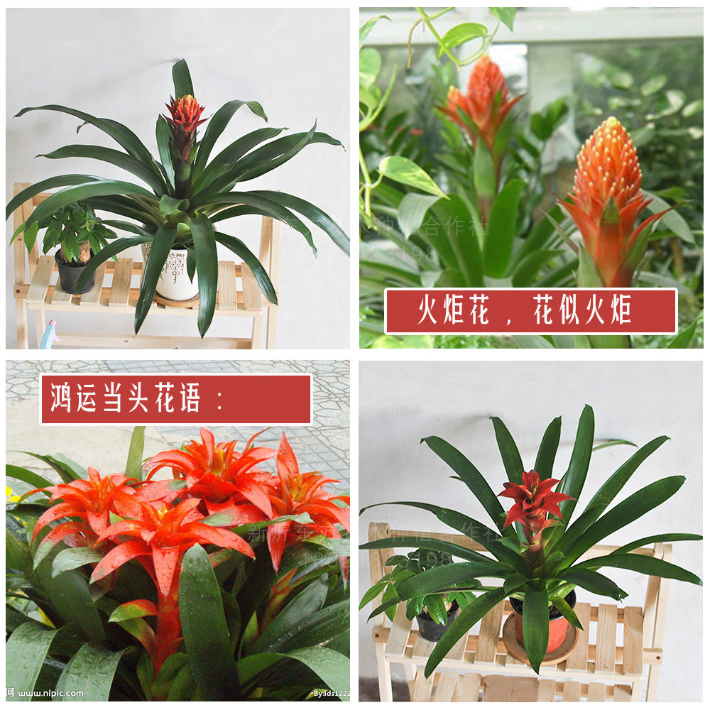 Torch pineapple flower good luck head red big potted flower office living room four seasons hydroponic green plants