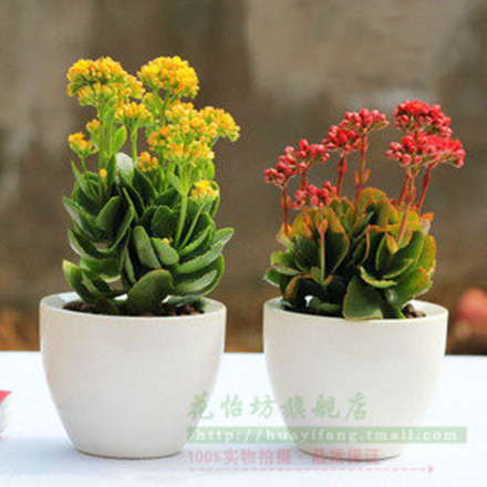 长寿花重瓣 长寿花盆栽 长寿花苗 长寿花盆栽多肉植物 多款选