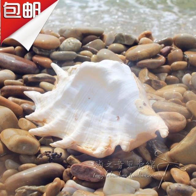 Natural Mega Seven Corner Sea Snail Shells Coral Batch Collection Fish Tank Decoration Dalian Seaside Tourist Souvenirs