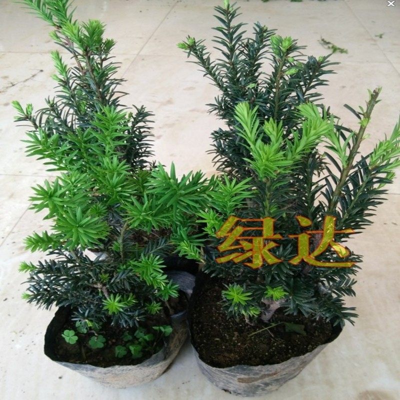 �̴��������辰D