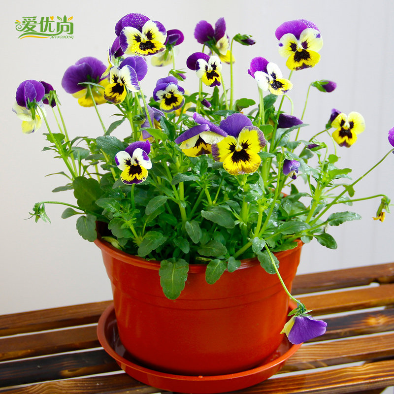 ��������ɫ��������ɫ��