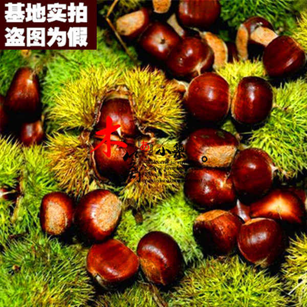 【丹东板栗15】板栗苗 栗子苗 阳台庭院盆栽地栽苗 全国适宜