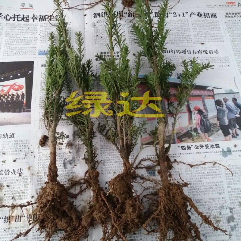 �̴�춹ɼ����hdscuzm