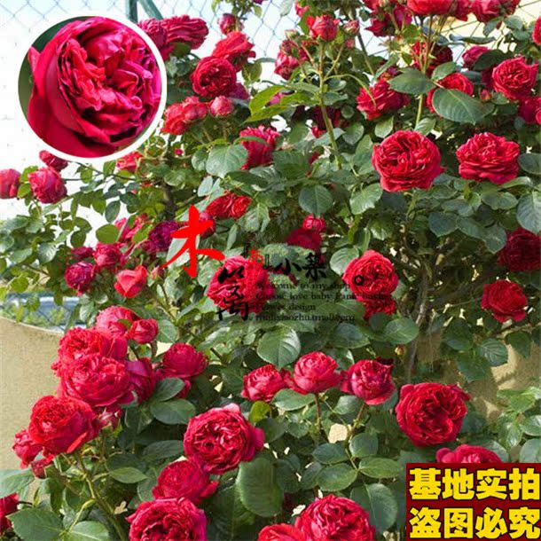 【红龙16】多花蔷薇花苗爬藤攀援 藤本月季玫瑰苗 地栽盆栽植物