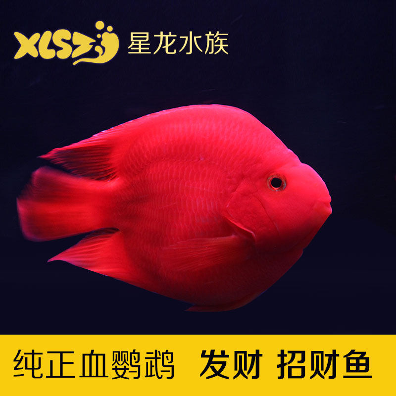 Taiwan Blood parrot Fish Live God of wealth ingot parrot heat belt Ornamental fish Fortune fish Lucky fish Feng Shui fish