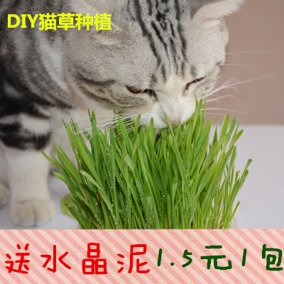 Kitty Supplies Crystal Cat Grass Seed DIY planting cat puppies to maululated gross vomiting