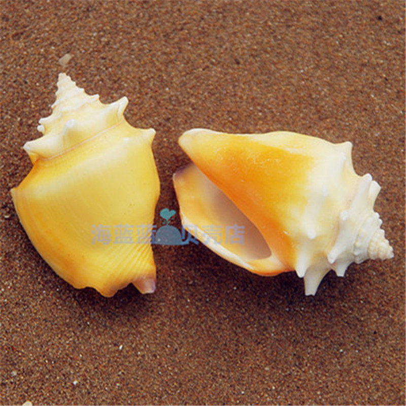 Golden fist phoenix snail 6CM gear rose snail natural conch shell Aquarium landscaping home decoration ornaments specimen