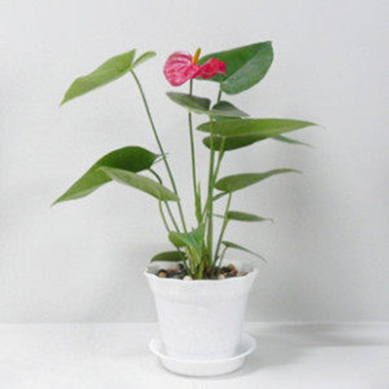 红掌盆栽 观花植物 红掌苗（含盆），可水培，高档盆栽植物