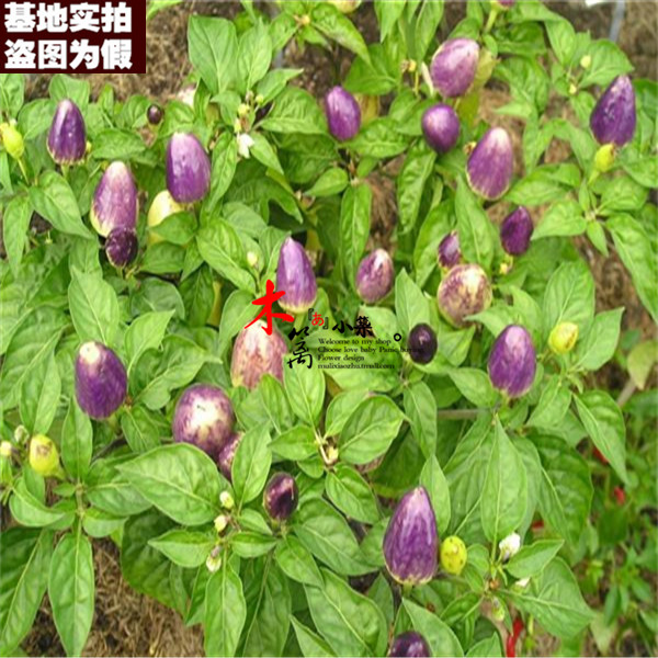 【五彩观赏椒16】甜椒 辣椒 朝天椒 阳台种菜盆栽 花种 盆栽种植