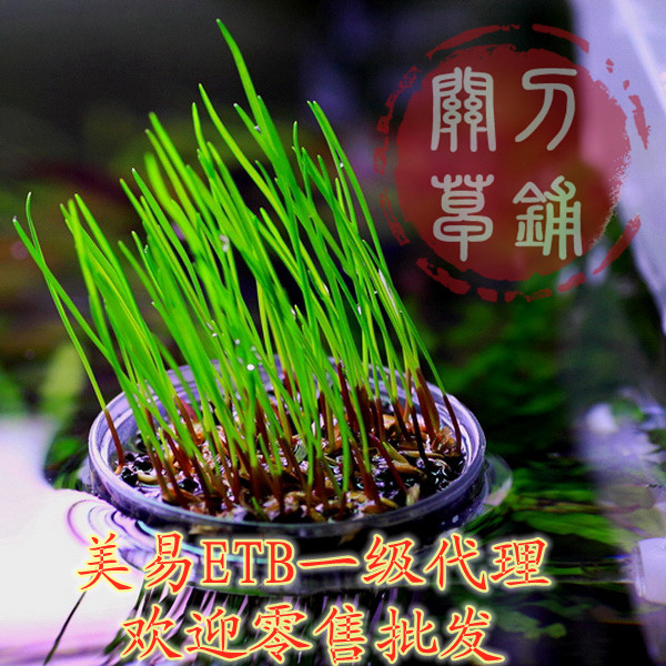  Beauty ETB acrylic watergrass landscaping planting basin micro-landscape potted plants with seed water grass basin