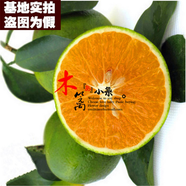 【琼中绿橙15】橙子苗盆栽地栽苗 红心橙子多品种南北方种植