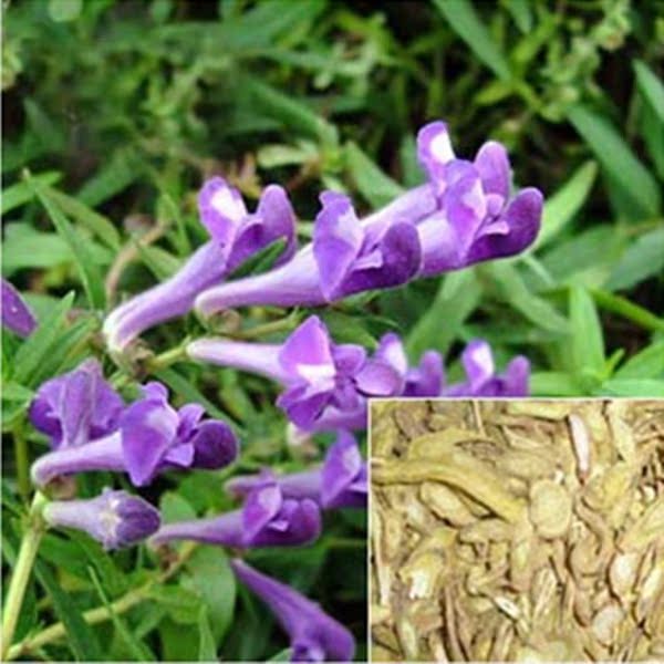 黄芩16 盆栽室内苗花卉 阳台花 观花植物