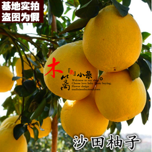 【沙田柚二号15】果樹苗柚子樹苗柚子苗庭院嫁接柚子苗盆栽地栽