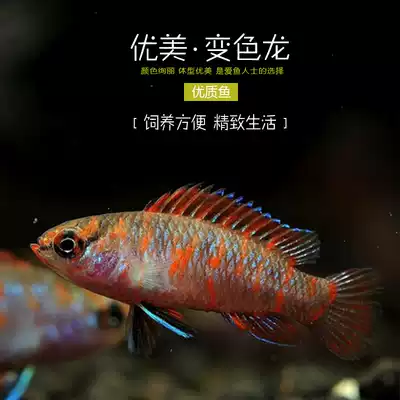 Flame-changing red dragon living 5-pack aquarium world tropical ornamental fish grass tank small pet fish