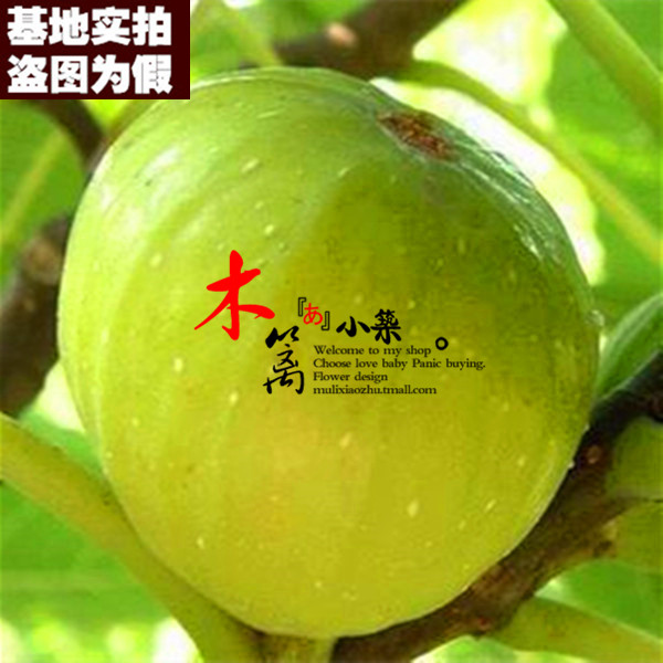 【圣果一号15】无花果盆栽地栽苗阳台庭院果樹苗南方北方种植