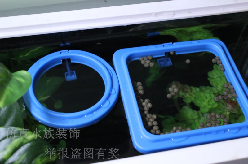 Fish Pets fish stock Aquarium Fish Tank Fish Food Fish Food Fish Feed Round Square Feeding Circle Throw in a feeding circle