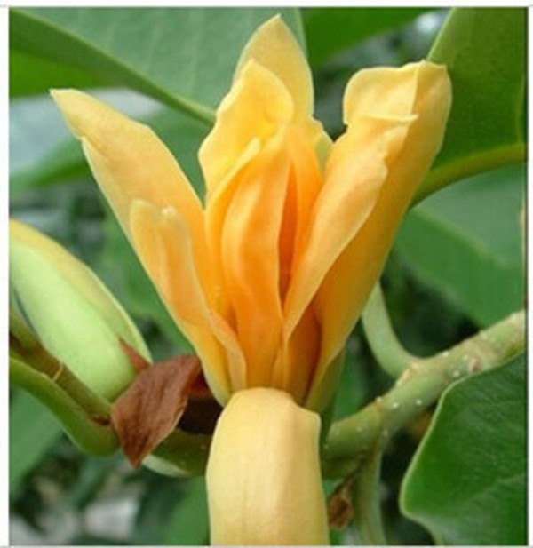 【黄玉兰苗】促销绿化苗木玉兰苗 粉玉兰 绿玉兰 紫玉兰苗可盆栽