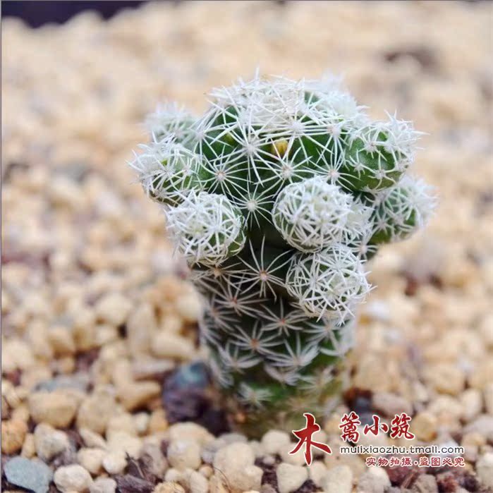 迷你盆栽|白鸟 单株|多肉植物|侧芽易掉 可扦插|超萌 新手必拍