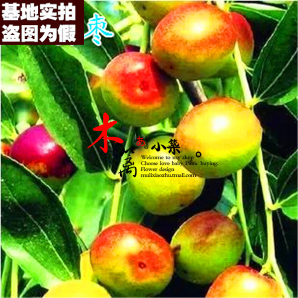 【哈密枣树15】果樹苗枣树嫁接枣苗 阳台庭院绿植盆栽枣子苗