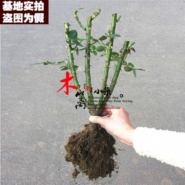 玫瑰花苗包邮 绿植花卉植物庭院阳台室内外盆栽玫瑰蔷薇月季花苗