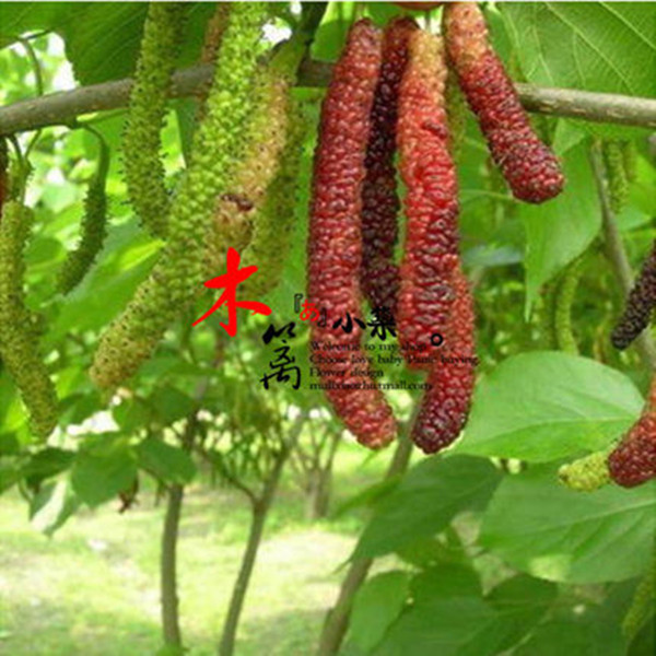 桑葚 桑苗 盆栽室内苗花卉 阳台花 观花植物