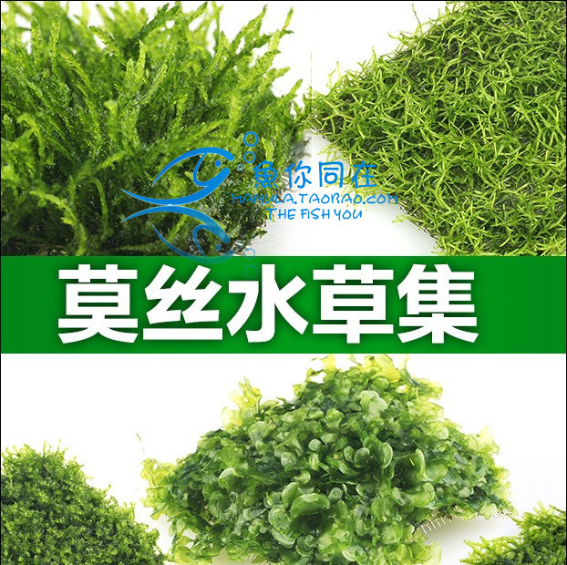 Large triangle Moss Moss MOSS living plant package fish tank aquarium building with real water grass