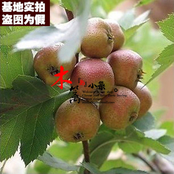 【酸梅子15】盆栽地栽 山楂樹苗 山楂樹 山楂苗 山楂花苗嫁接苗