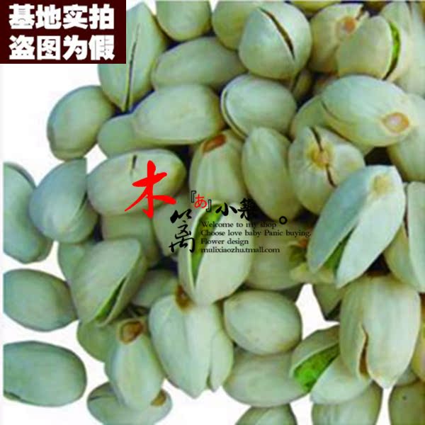 绿仁15 开心果 绿仁开心果 盆栽地栽花苗南北种植苗