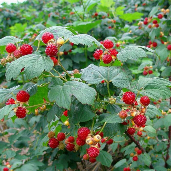 黑莓 树莓 盆栽室内苗花卉 阳台花 观花植物