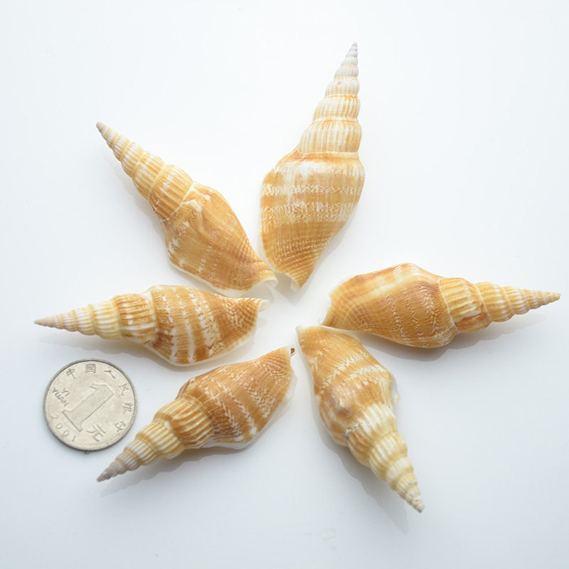 Pure natural shell Little gold axe torch screw aquarium decoration wedding wall DIY photography props