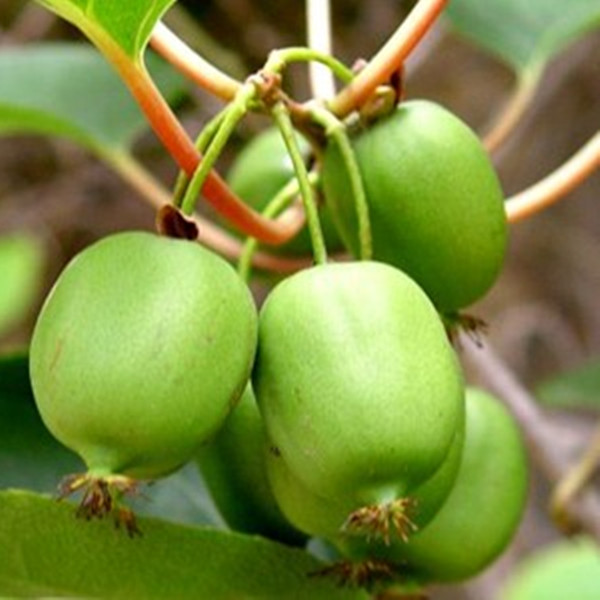 软枣 君迁子 软枣钻木 可嫁接各种柿子苗