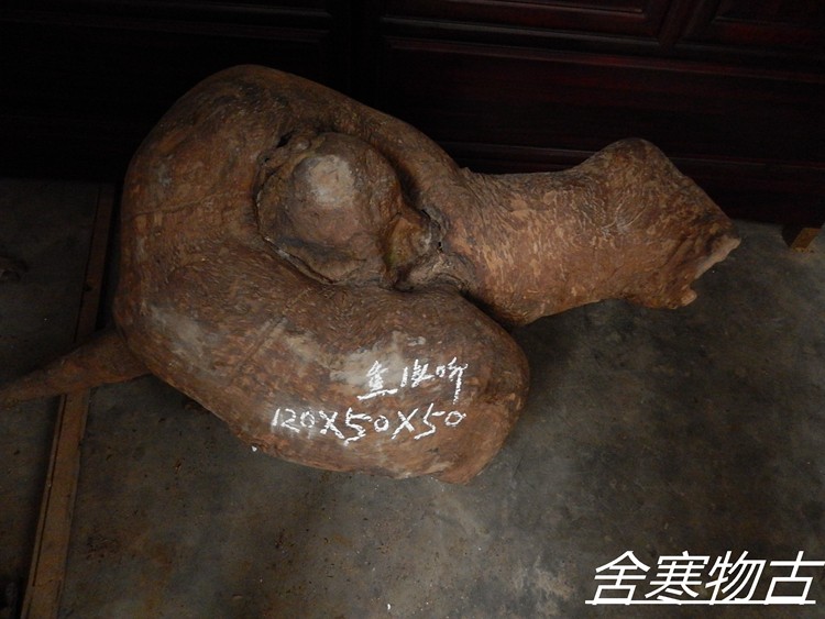 (sherchill ancient) golden silk Nan centuries-old mountain stock small leaf frame Nan tree neoplasms natural snail pole