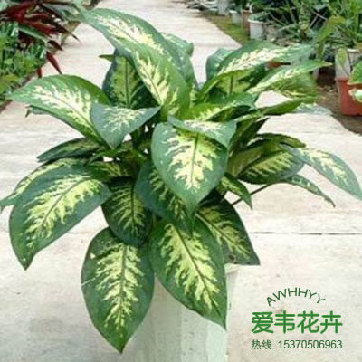 Silver Queen Black Beauty Evergreen Fendai Evergreen Removal of formaldehyde to purify the air can be hydroponic green potted plants