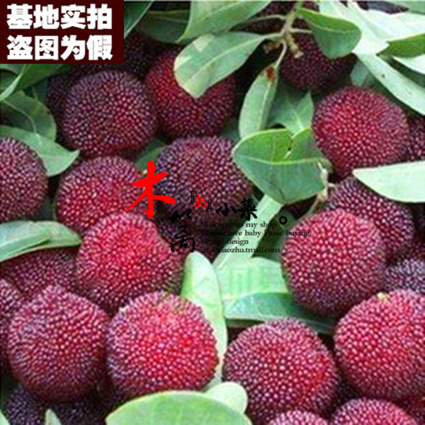 【早熟杨梅15】杨梅苗东魁杨梅苗盆栽地栽 庭院盆栽植物带土发货