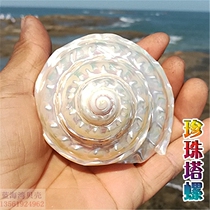 Natural conch shell pearl tower snail Extra large luminous tower snail home collection ornaments fish tank landscaping decoration