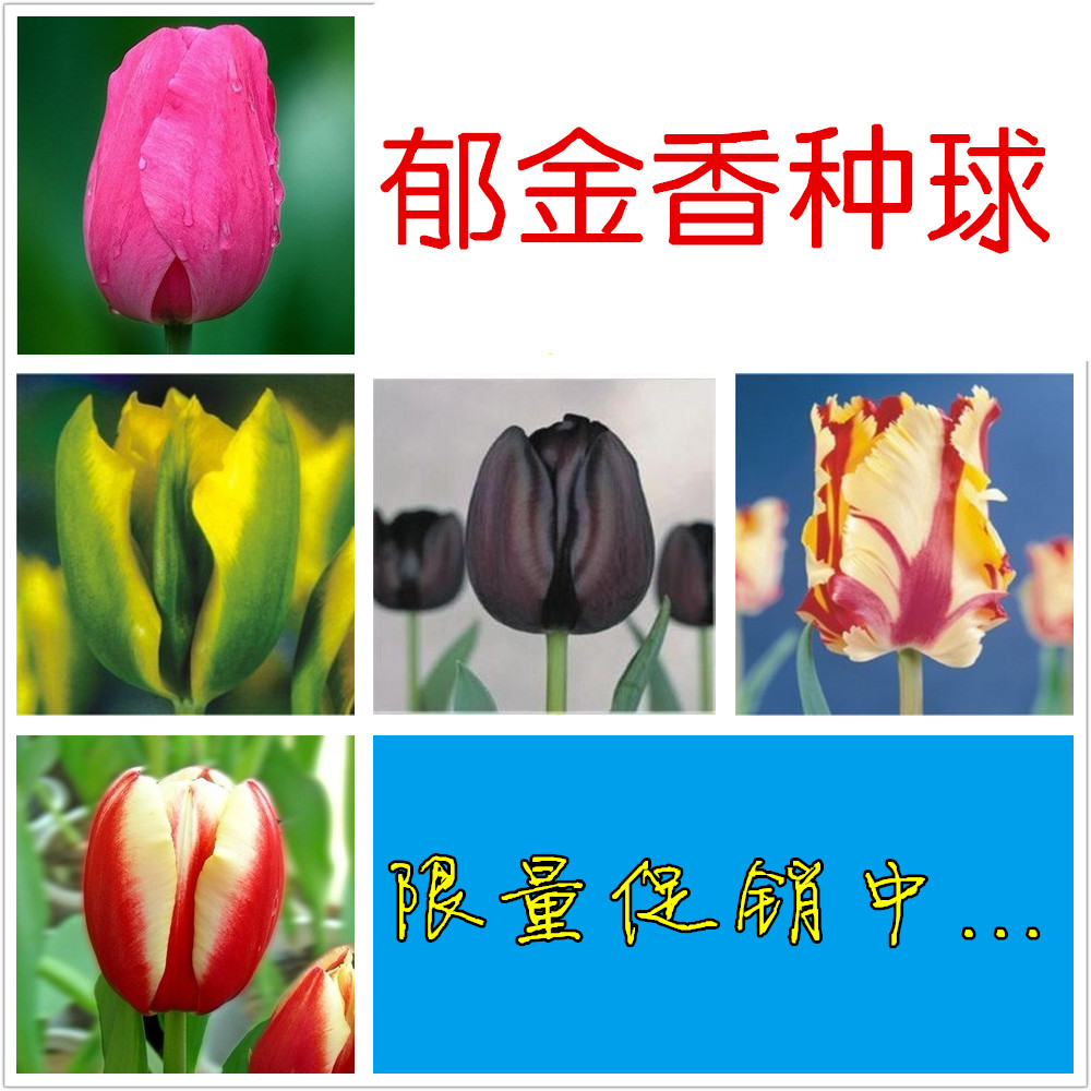 郁金香盆栽 观花花卉大球可水培土培 室内花卉绿植  买十包邮