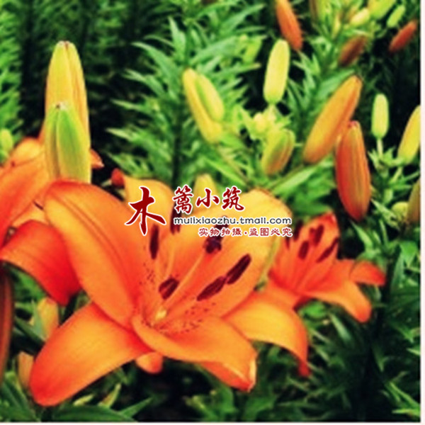 【乡情】荷兰百合 香水百合 花卉盆栽开花