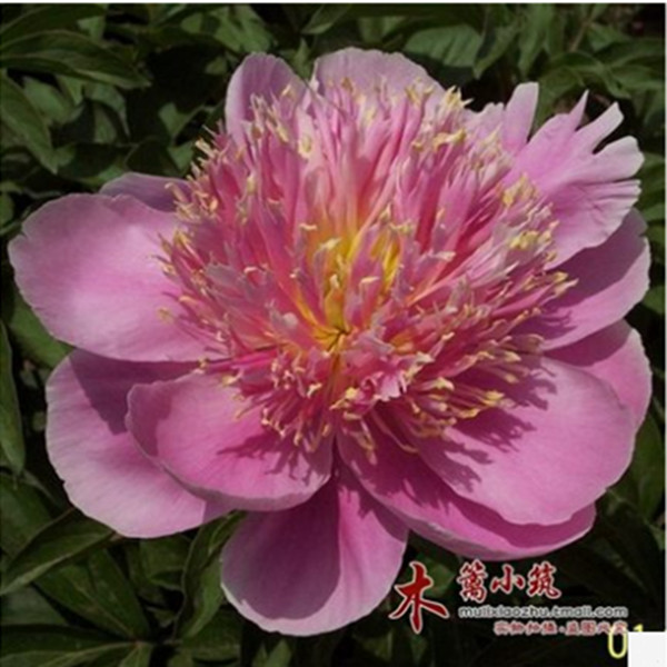 多年生 芍药根块【粉银针】带芽芍药种根 芍药花苗 当年开花