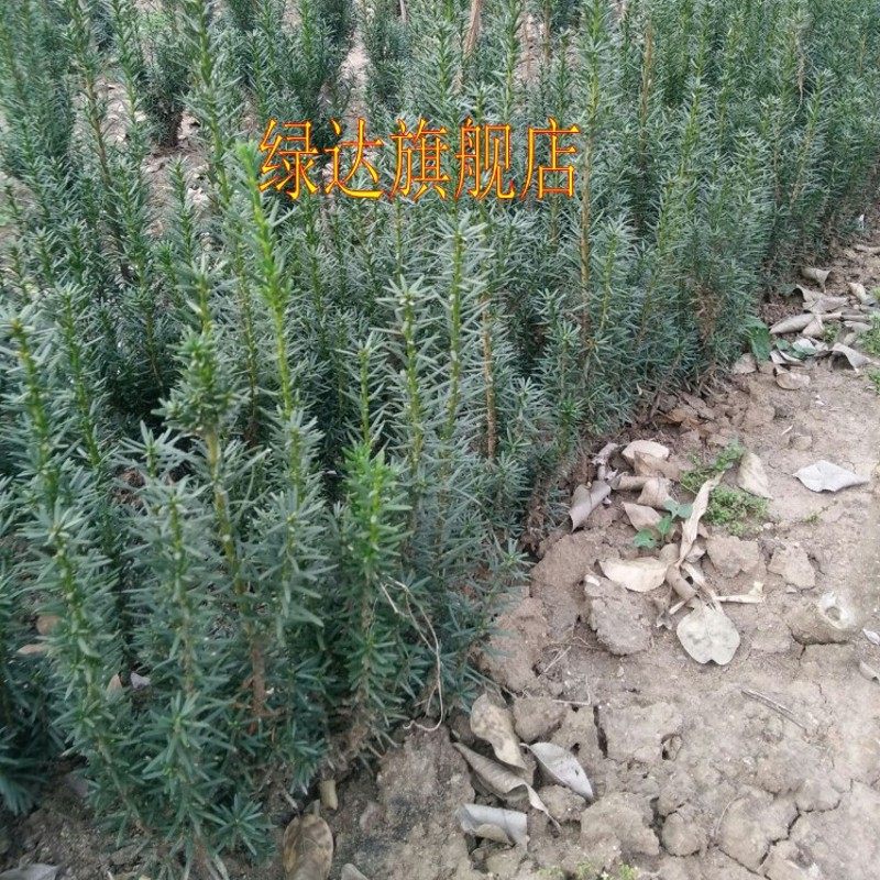 �̴�����¶�칫��