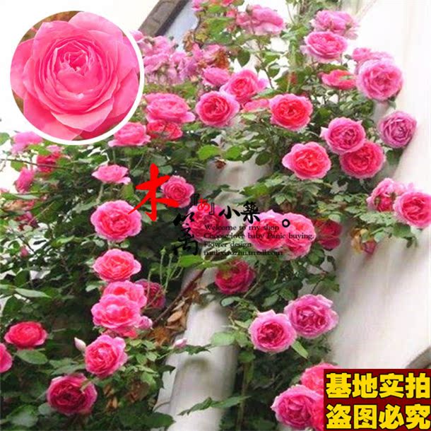 【安吉拉16】多花蔷薇花苗爬藤攀援 藤本月季玫瑰苗 地栽盆栽植物