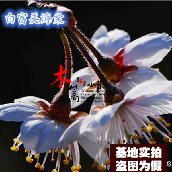 【白富美海棠】盆栽花卉苗日本海棠花海棠苗 复色木瓜西府海棠