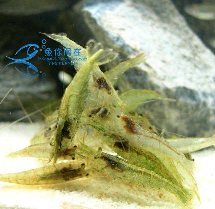 Black Shell Shrimp Living Feed Shrimp Except Algae Shrimp Tools Shrimp Ornamental Shrimp Clean Shrimp Grass Vat Water Grass Tool Shrimp