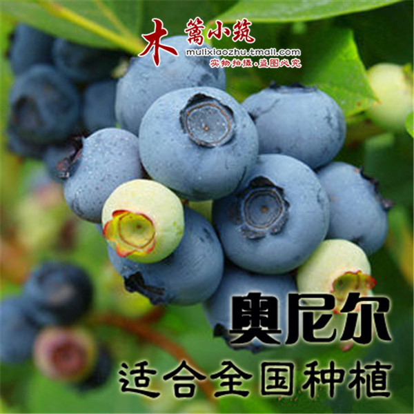 【奥尼尔】盆栽地栽蓝莓苗 南方北方可种植 带土发货 容易成活